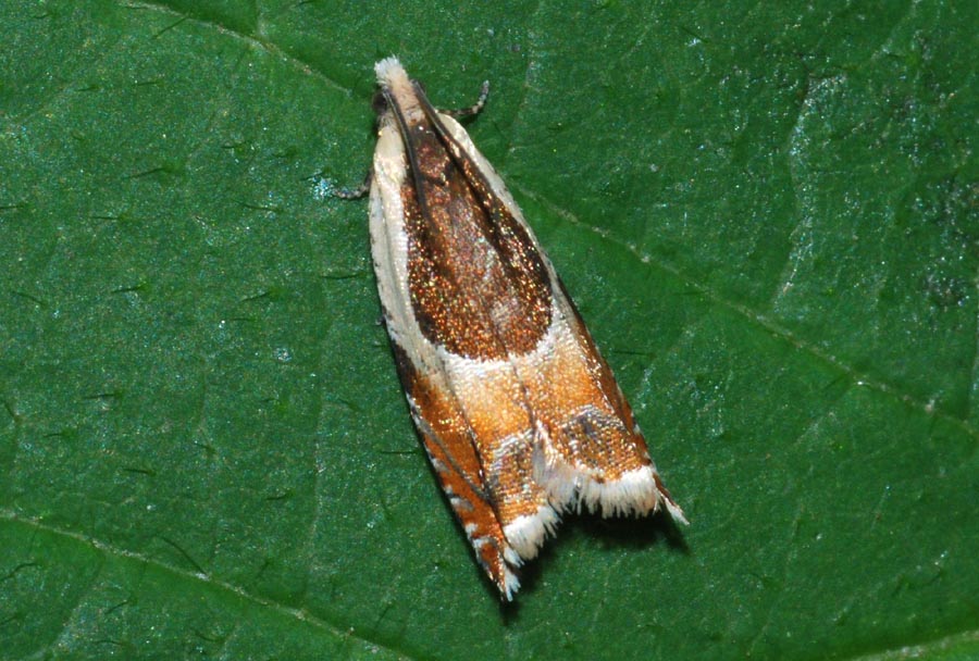 Tortricidae 5